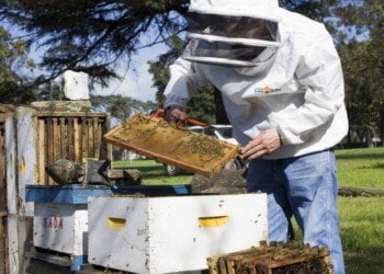 subsidio-apicola
