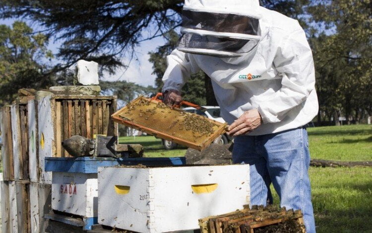 subsidio-apicola